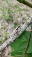 Trachycephalus typhonius