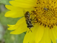 Copestylum marginatum