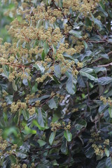 Cryptocarya