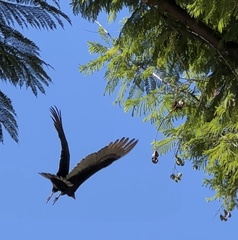 Cathartes aura