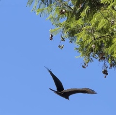 Cathartes aura