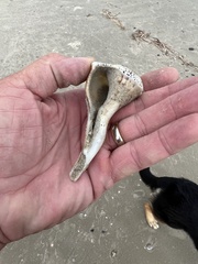 Sinistrofulgur pulleyi