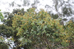 Cryptocarya
