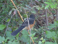 Pipilo erythrophthalmus alleni