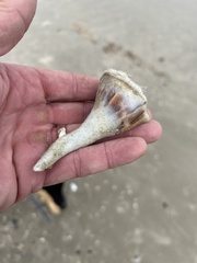 Sinistrofulgur pulleyi