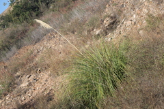 Muhlenbergia rigens
