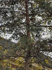 Pinus echinata