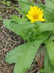 Calendula