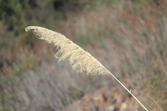 Muhlenbergia rigens