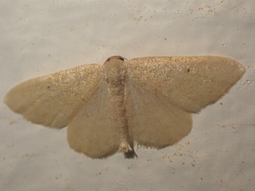 Idaea alicantaria
