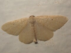 Idaea obsoletaria