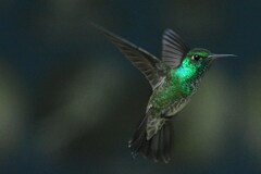 Chrysuronia versicolor