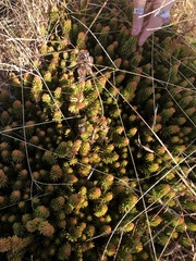 Petrosedum