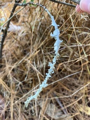 Pseudevernia consocians