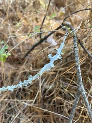 Pseudevernia consocians