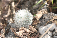 Mammillaria albilanata