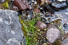 Sagina saginoides