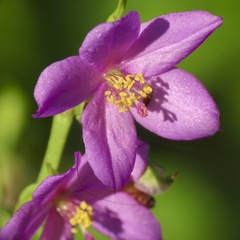 Talinum fruticosum