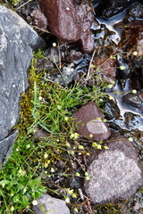 Sagina saginoides