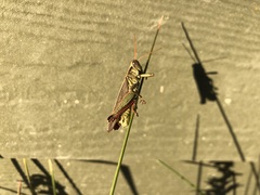 Melanoplus yarrowii