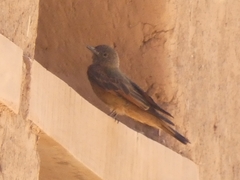 Hirundinea ferruginea