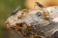 Lasius pallitarsis