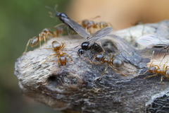 Lasius pallitarsis