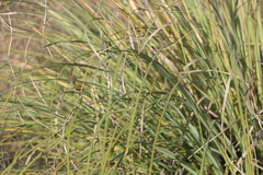 Muhlenbergia rigens