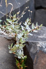 Rhodiola rosea