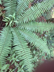 Dryopteris wallichiana