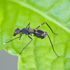 Taeniaptera trivittata
