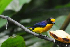 Euphonia violacea