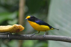 Euphonia violacea