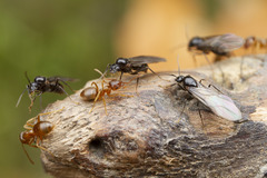 Lasius pallitarsis