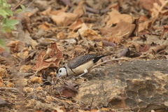 Stizoptera bichenovii