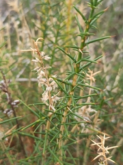 Genista hirsuta