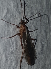 Ophion obscuratus