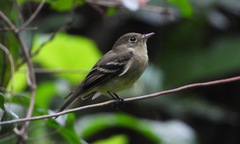 Empidonax flaviventris