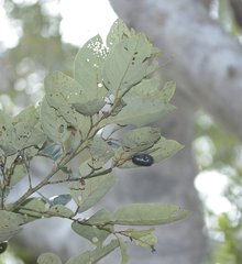 Cryptocarya
