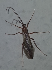 Ophion obscuratus