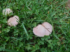 Agaricus campestris