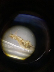 Stylocheilus striatus