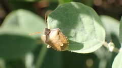 Peribalus strictus strictus