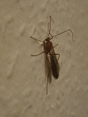 Ophion obscuratus