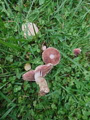 Agaricus campestris