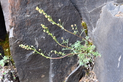 Artemisia borealis