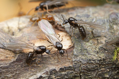 Lasius pallitarsis
