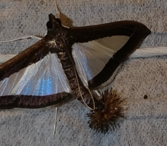 Diaphania