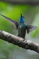 Chrysuronia versicolor