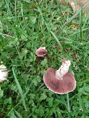 Agaricus campestris